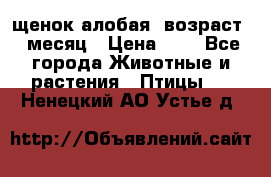 щенок алобая .возраст 1 месяц › Цена ­ 7 - Все города Животные и растения » Птицы   . Ненецкий АО,Устье д.